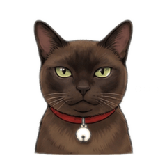 Cat lovers only_20260129234702