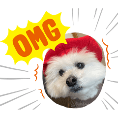 Shimo_20260130055051