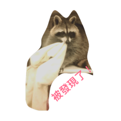浣熊熊