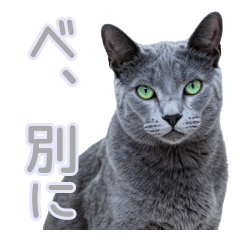 Daily Cute Tsundere Cat Greetings