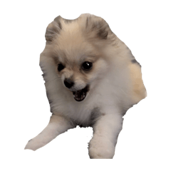 うちの姫様yanicolette