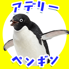 Easy to use! Real Adelie Penguin Sticker