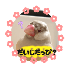 sasami_20260130005624