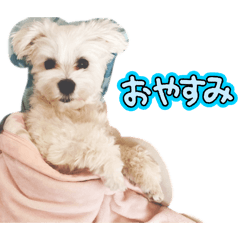 Hatomugi_20260130022952