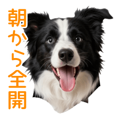 Daily Energetic Border Collie Dog
