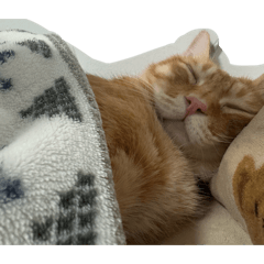 蔡橘子後援會Plus