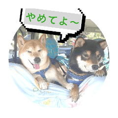 iroiro_20260130115608