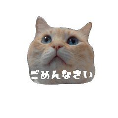 Daily  cat conversationJapanese version