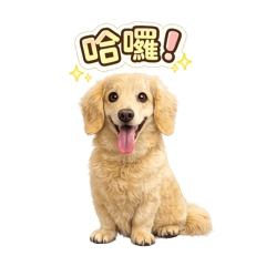 奶油臘腸狗！超可愛