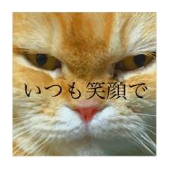 Cat's mind