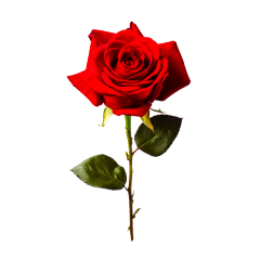 Pluem Ohno_20260130112047