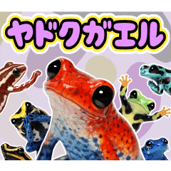 ヤドクガエルの日常。