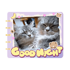 ma1177_20260131071627