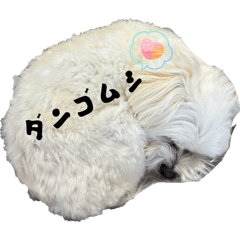 Kariume_20260130154900