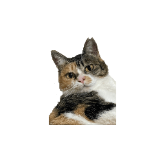 tokkun_20260130133804