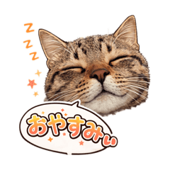 suzumaru_20260130183349