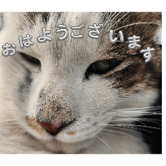 siota_20260130141727