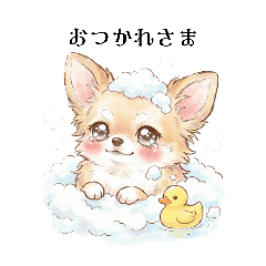 chihuahua Girl UNI 1