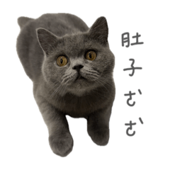 我是可愛的Luna！