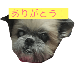 cute dog japanese ohana