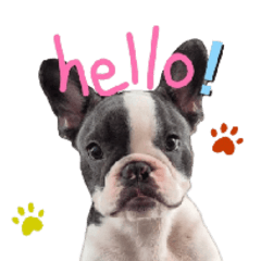 Cute French bulldog - Muji