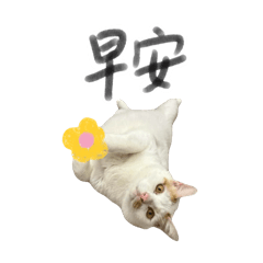 雪山與阿里山的奇幻旅程2nd