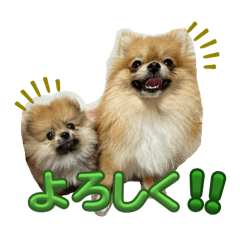 momo_20260130173422