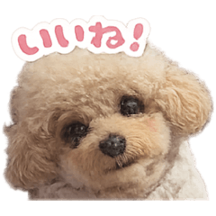 Mayumi_20260130175617