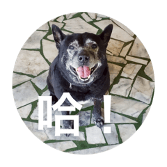 布丁是隻狡猾的狗