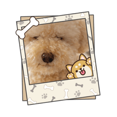 marron_20260130170130