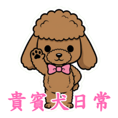 暖萌貴賓犬：泰迪熊日常