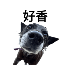 阿皮皮可愛貼圖