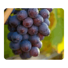 ブドウの動的スタンプ1