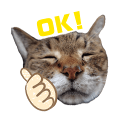 nachi_20260130181306