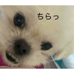 sayaka_20260130205252