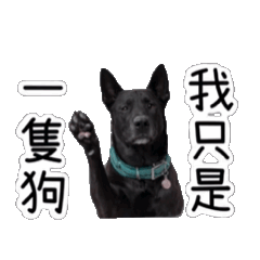 Shiun black cute dog