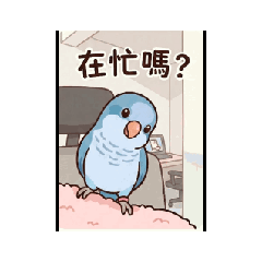 藍色和尚鸚鵡的日常