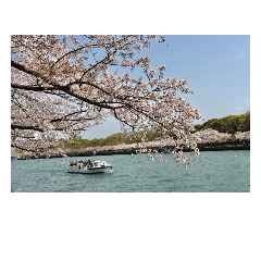 cherry blossom of sakuranomiya