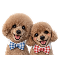 もふもふ♡仲良しプードル兄弟スタンプ