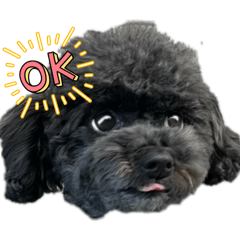 rieko_20260129192447