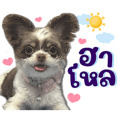 leizi the little dog