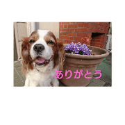 SORA  happy Happy