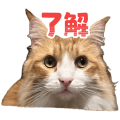 marron_20260131002829