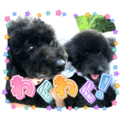 sasami_20260131003752