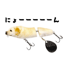 hachi_20260131010835