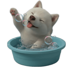 我家那隻白柴犬