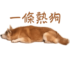 狗狗雲集～