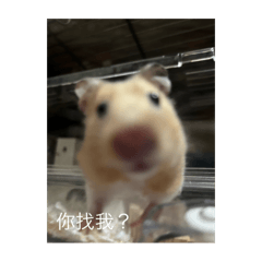 多多 妞妞 虎弟