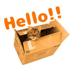 chan rin_20260131033511