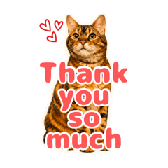 chan rin_20260131041213